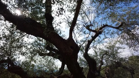 Sunlight Flickers Through Olive Tree Branches in Wind Stock Footage 303482579