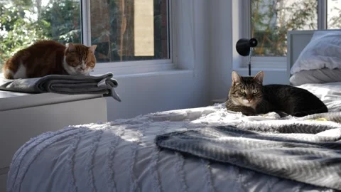 Sunlight flickers on two house cats in a bedroom slow motion 4K Stock Footage 252227459