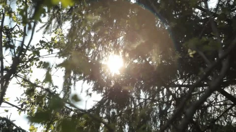 Sunlight, foliage, spruce Video stock 137329191