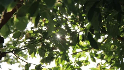 Sunlight Stock Footage 8908730