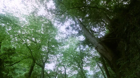 Sunlight forest 2, Full HD Stock-Footage 39373174