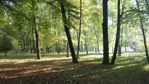 Sunlight in the forest - backlit silhouettes of trees in the morning or Stock Footage 232565755