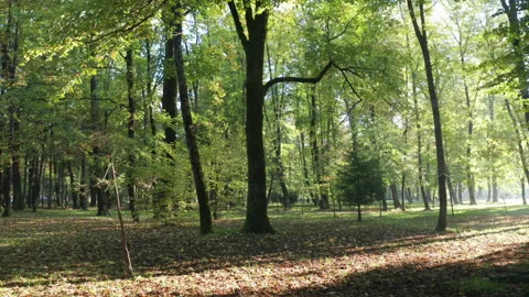 Sunlight in the forest - backlit silhouettes of trees in the morning or Stock Footage 232571189