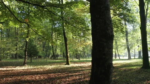 Sunlight in the forest - backlit silhouettes of trees in the morning or Stock-Footage 232578096
