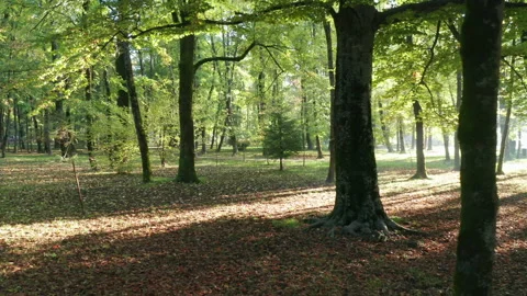 Sunlight in the forest - backlit silhouettes of trees in the morning or Stock Footage 232586104