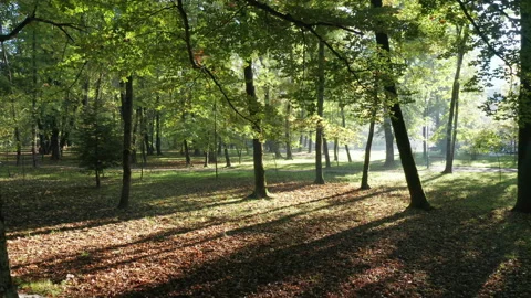 Sunlight in the forest - backlit silhouettes of trees in the morning or Stock Footage 232590204
