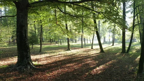 Sunlight in the forest - backlit silhouettes of trees in the morning or Stock Footage 232593844