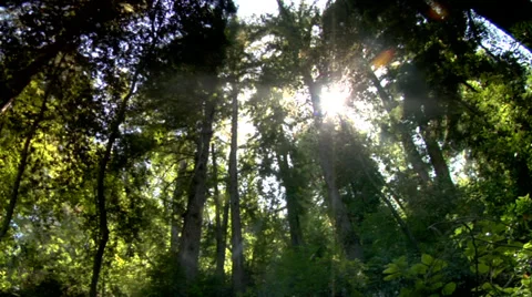 Sunlight in the Forest Big Sur Redwoods Stock Footage 36571840