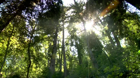 Sunlight in the forest Big Sur Redwoods Stock Footage 36572058