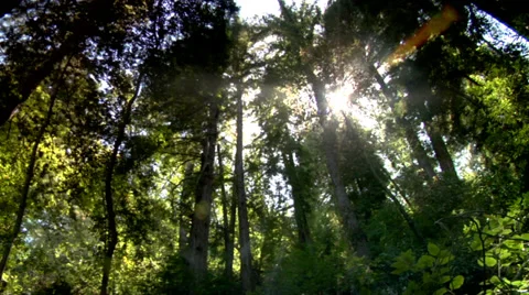Sunlight in the forest Big Sur Redwoods Stock Footage