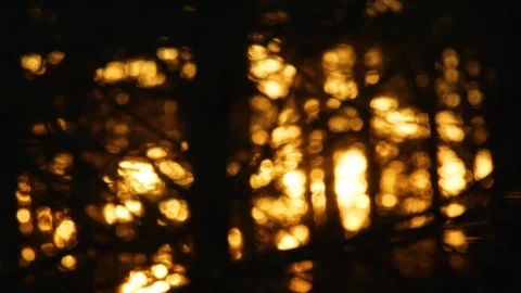Sunlight in the forest branches Stock Footage 121779094