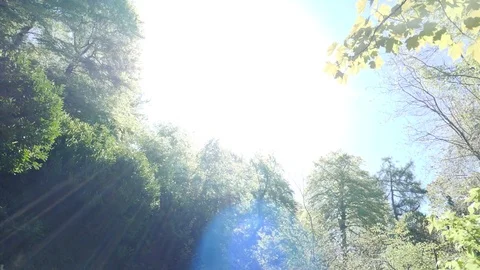 Sunlight In Forest Clearing Stock Footage 91185150