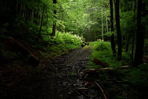 Sunlight in the forest darkness Stock Photos