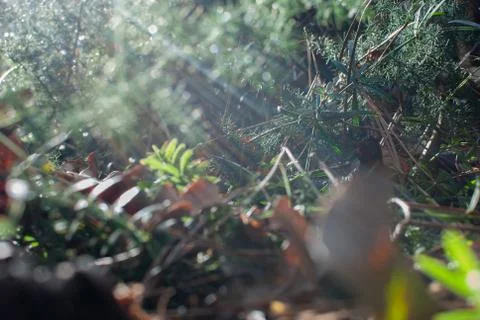 Sunlight on the forest floor Stock Photos