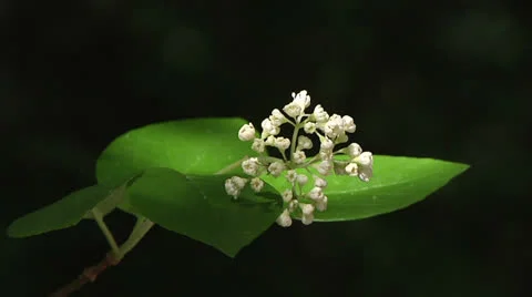 Sunlight on forest foiliage Stock-Footage 24765672