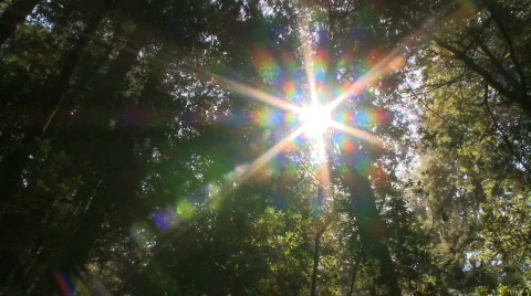 Sunlight in the forest Stock Footage 384195