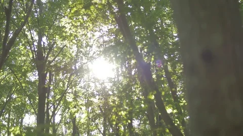 Sunlight in the Forest Stockbeeldmateriaal 72443591