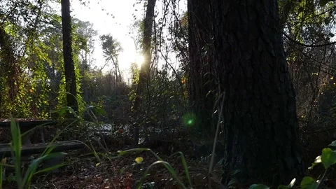 Sunlight In the Forest Video stock 82879622
