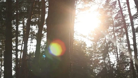 Sunlight forest Video stock 95842307