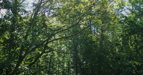 Sunlight in forest Stock Footage 108569270