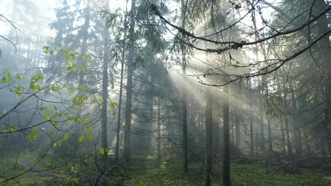 Sunlight in forest Stock Footage 122392469