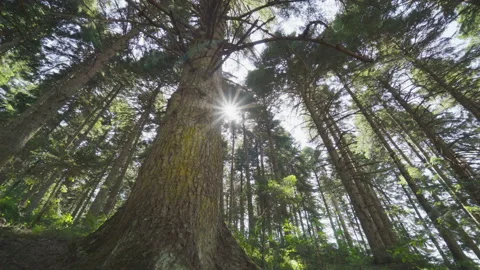 Sunlight In The Forest Video stock 135392848