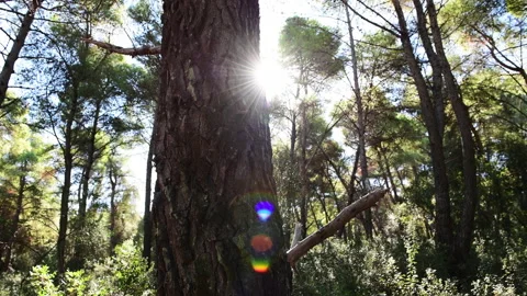 Sunlight in forest. Stock Footage 220087086
