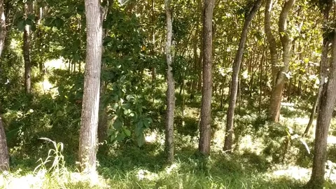 Sunlight in the Forest Stock Footage 331192289