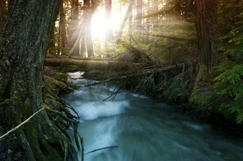 Sunlight in the forest. forest stream in glacier national park, montana, usa. Stock Photos