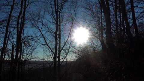 Sunlight in the forest leaft blowing in the wind Video stock 87296229