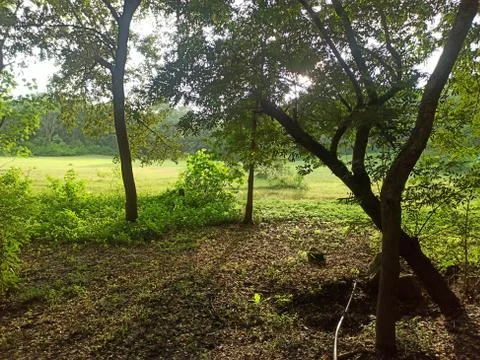 Sunlight in forest Makes a great pair Stock-Fotos