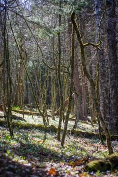 Sunlight on Forest Meadow Stock Photos