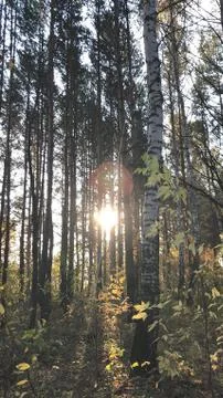 Sunlight in forest nature background Foto stock