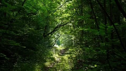 Sunlight on Forest Path Stock Footage 340877853