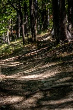 Sunlight on the forest path Stock Photos