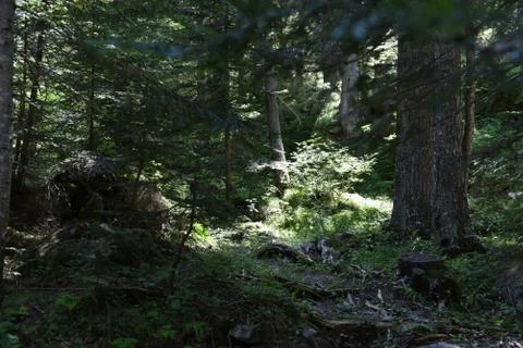 Sunlight in forest Stock Photos