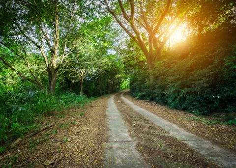 Sunlight in forest Stock Photos