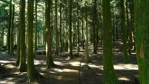 Sunlight in the forest Stock Photos