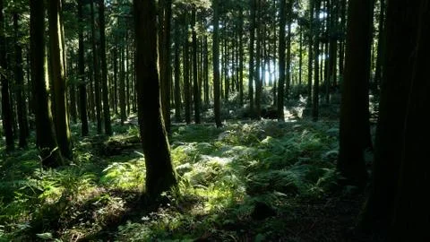 Sunlight in the forest Stock Photos