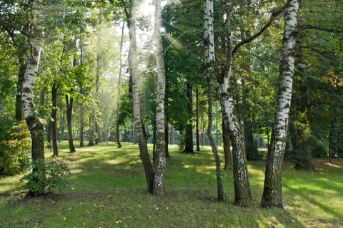 Sunlight in the forest Stock Photos