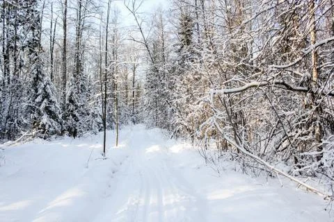 Sunlight in the forest. Stock Photos