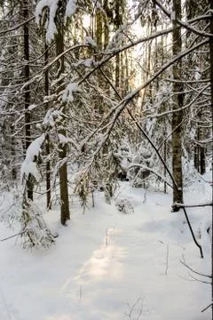 Sunlight in the forest. 库存照片