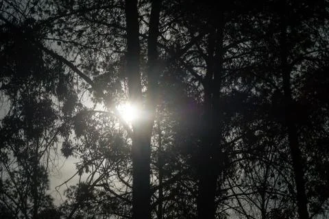 Sunlight in the forest Stock-Fotos