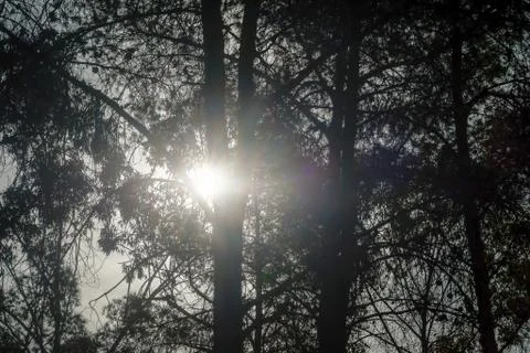 Sunlight in the forest Stock Photos