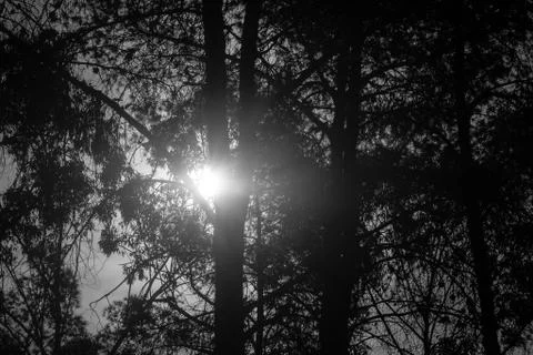 Sunlight in the forest Stock Photos