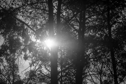 Sunlight in the forest Stock Photos