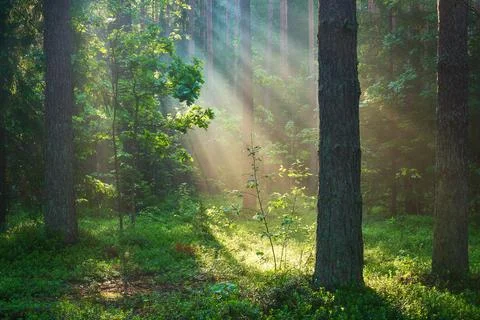 Sunlight in forest Stock Photos