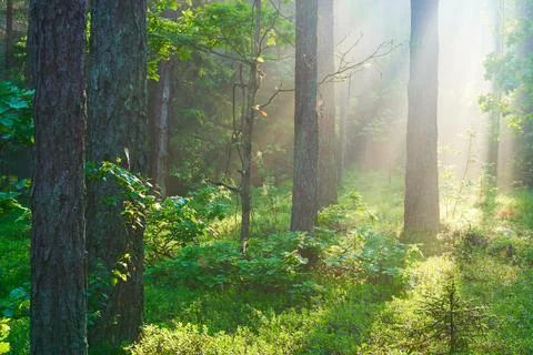 Sunlight in forest Stock Photos