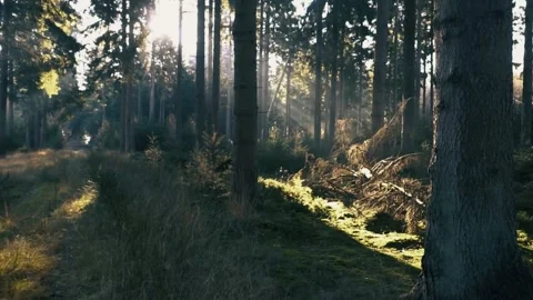 Sunlight forest rays, tranquil woodland path, moss covered ground Stock Footage 311698373