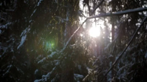 Sunlight in forest. Sunrise through tree branches covered with snow. Video stock 114690609